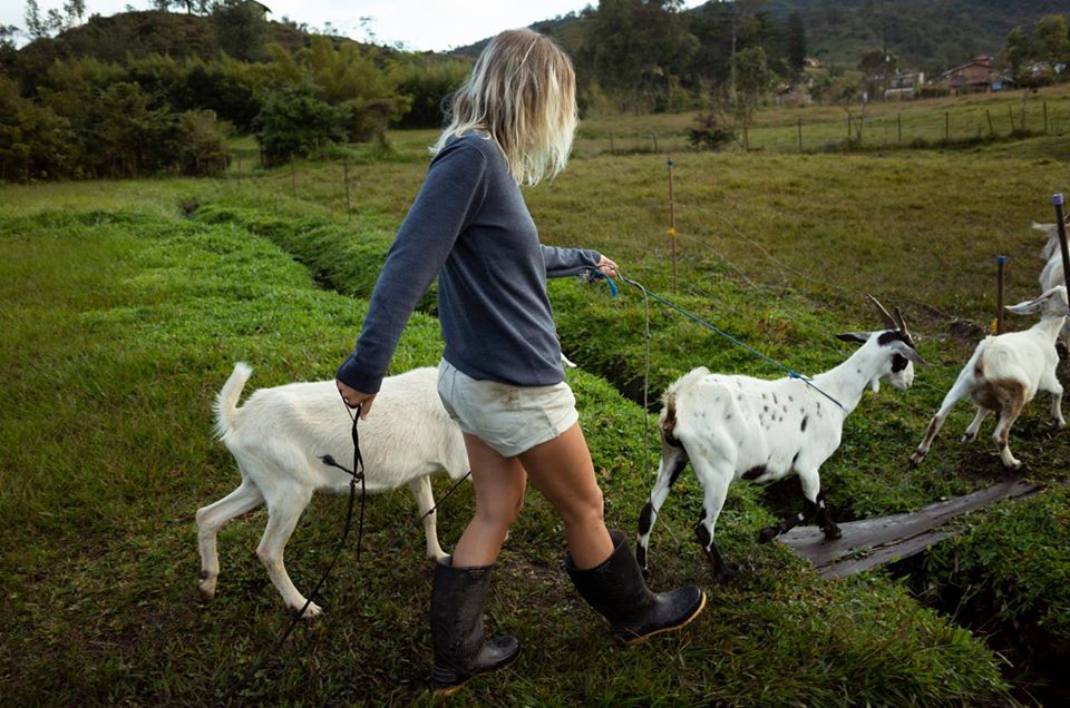 taking the goats out to the fields
