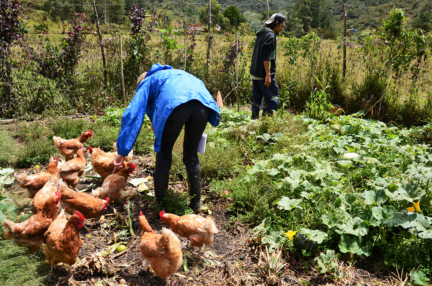 feed the chickens